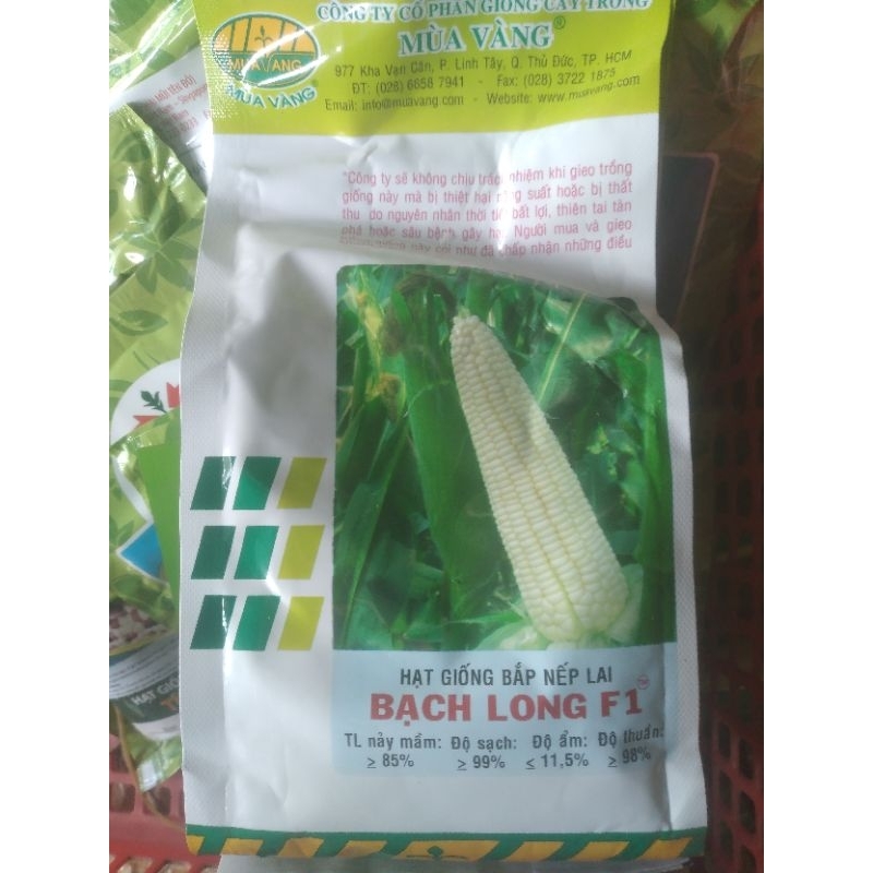 Hạt giống bắp nếp F1 Bạch Long 100gram