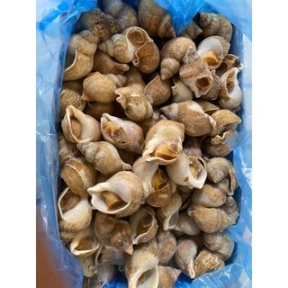 [Hỏa tốc HCM] Ốc Bulot Pháp size 20-30