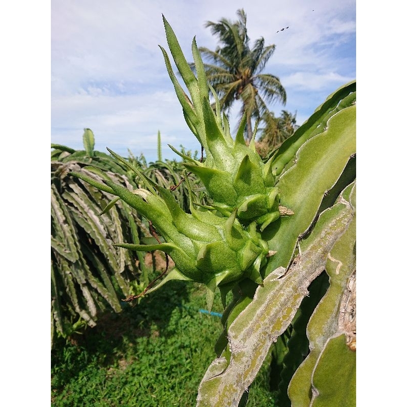 COMBO TRÍ VIỆT TỪ BÚP ĐẾN CHÍN CHO THANH LONG
