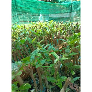 Chè khổng lồ chăn nuôi gia cầm gia súc