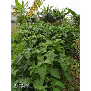 Chè khổng lồ chăn nuôi (Đơn 30 cây ươm mầm rồi)