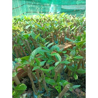 Chè khổng lồ chăn nuôi