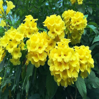 Cây chuông vàng - mai hoàng yến - cây thật cao 1m56-1m6