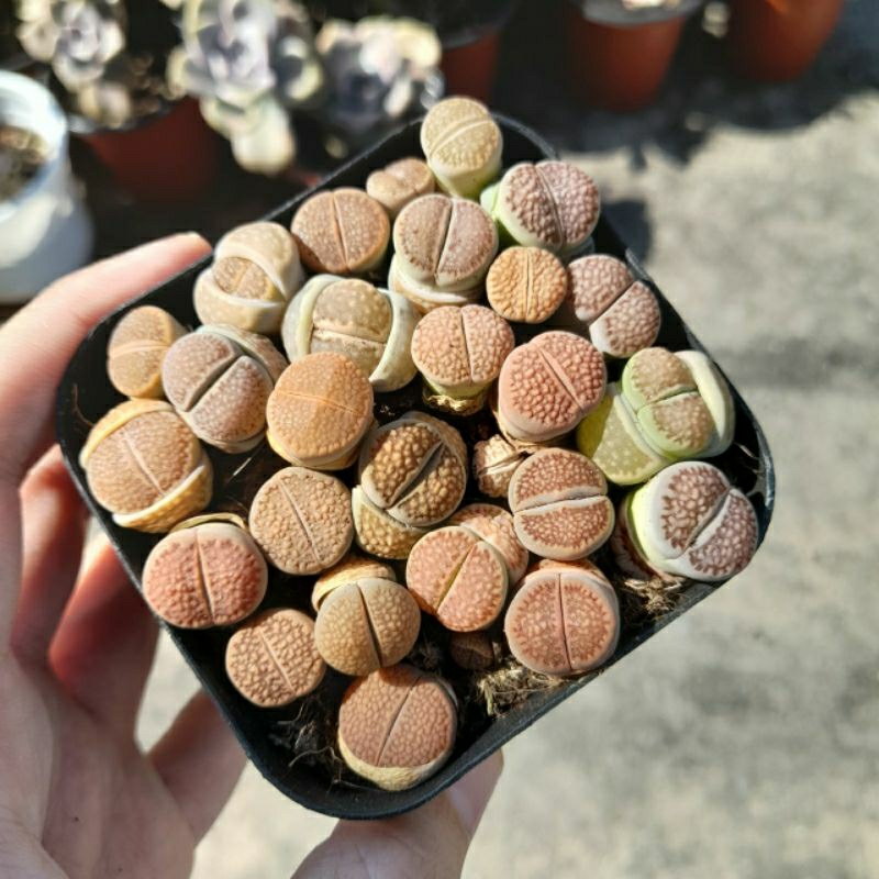 Sen đá mông mix, sen thạch lan, size chậu 7x7 cm