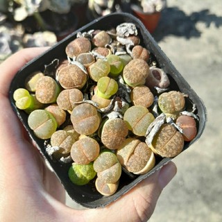 Sen đá mông mix, sen thạch lan, size chậu 7x7 cm