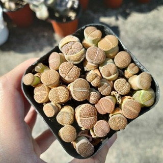 Sen đá mông mix, sen thạch lan, size chậu 7x7 cm
