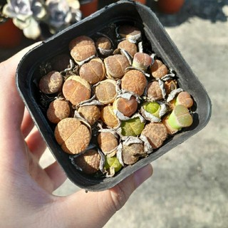 Sen đá mông mix, sen thạch lan, size chậu 7x7 cm