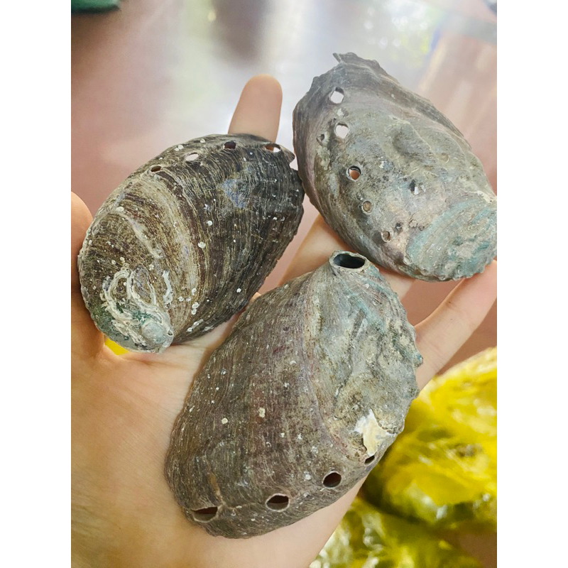 Thạch Quyết Minh(Cửu Khổng)(mới,sạch, có nướng qua)[500g]