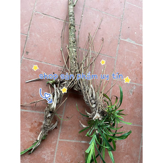 Rễ và thân gốc cây dứa dại 1Kg
