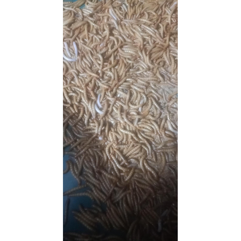 100gam sâu quy (Không bảo hành) Tặng thêm 20% do hao hụt.