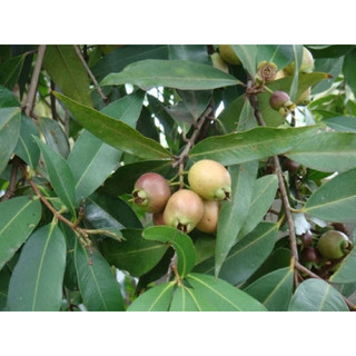 Cây mận lý ghép/chiết nhanh cho trái