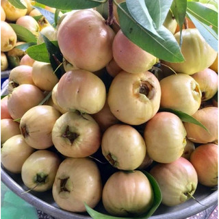 Cây mận lý chiết nhanh trái