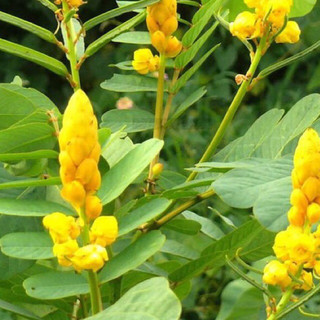 Hạt giống Muồng trâu