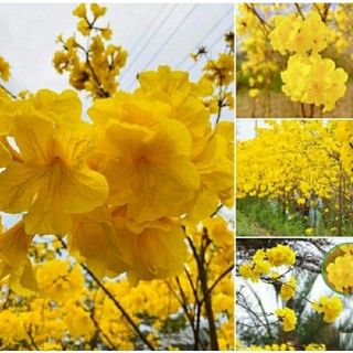 Cây giống hoa phong linh vàng cây chuẩn ảnh