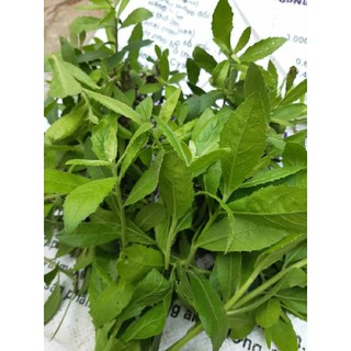 combo 2 cây giống cúc tần/từ bi