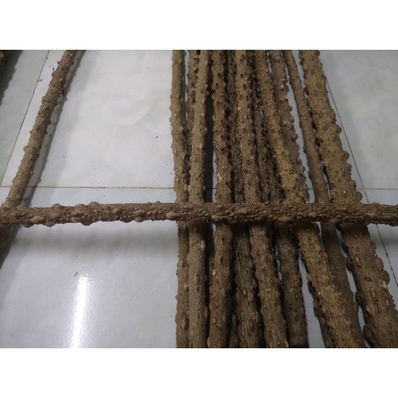 cầu gỗ gạo đã cắt 65cm...tất cả dòng chim lớn nhỏ đều dùng được...cầu nhiều gai được mài nhẵn không đau tay