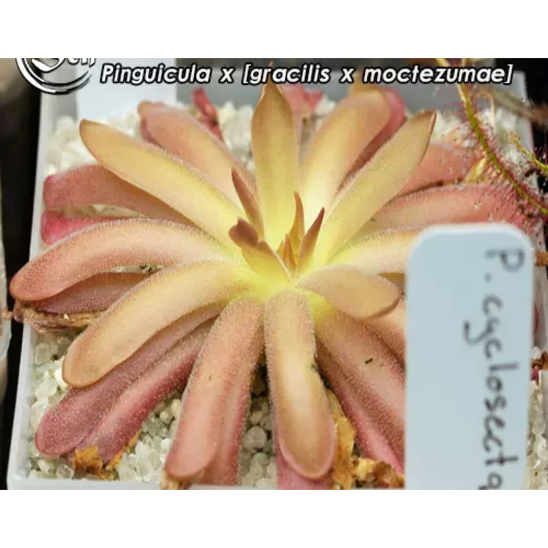 cỏ bơ (gracilis x moctezumae), pinguicula (gracilis x moctezumae)