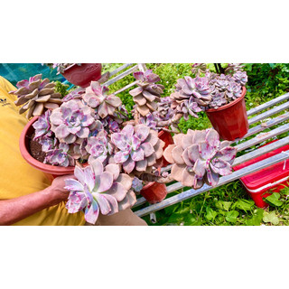 Sen đá Hồng mập rủ