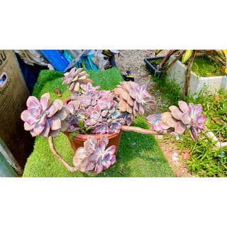 sen đá Hồng mập rủ