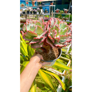 sen đá bắp cải 🥬