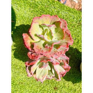 sen đá bắp cải 🥬