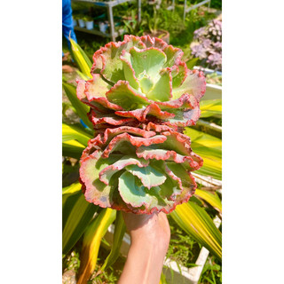sen đá bắp cải 🥬
