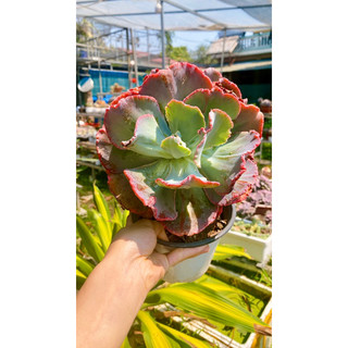 sen đá bắp cải 🥬