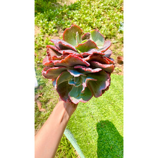 sen đá bắp cải 🥬