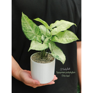 Cây trầu bà Tróc bạc - Syngonium Podophyllum