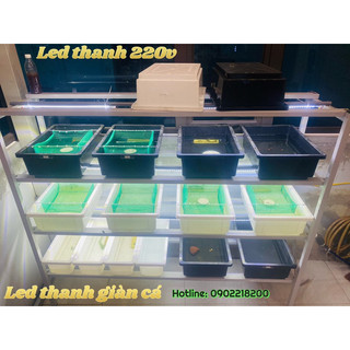 Đèn thanh led 220v 5730 trắng và vàng