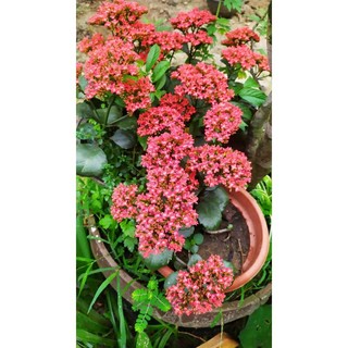 Cây sống đời, cây hoa bỏng đỏ