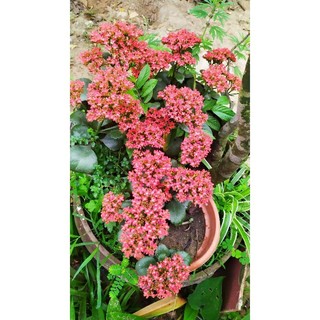 cây sống đời, cây hoa bỏng đỏ