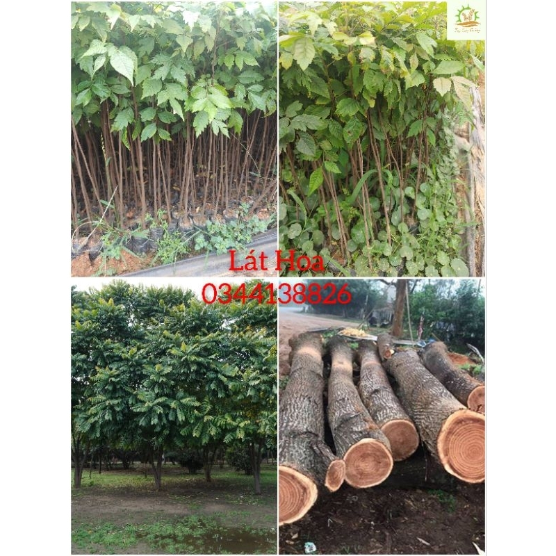 Cây giống Lát Hoa (mua 10 tặng 1)