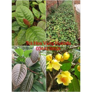 Cây giống Trà Hoa Vàng Hakoda Tam Đảo (mua 10 tặng 1)