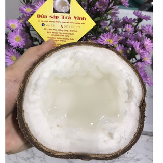 Dừa sáp Trà Vinh tại vườn giá sỉ (1kg-1,5kg)