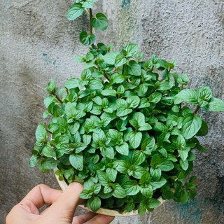 Cây Quế vị - Xá xị ( Cây gia vị)