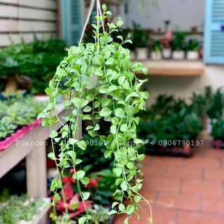 Chậu treo GÁO DỪA  lan hạt dưa