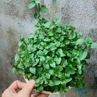 Cây Quế Vị - Xá Xị (cây gia vị)