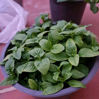 Cây Quế Vị - Xá Xị (cây gia vị)