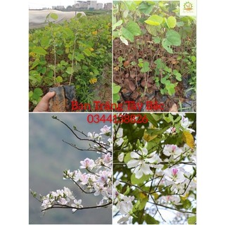 Cây giống Ban Trắng Tây Bắc