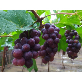 Giống nho HẠ ĐEN - Không hạt, dễ trồng, sớm trái, sai quả