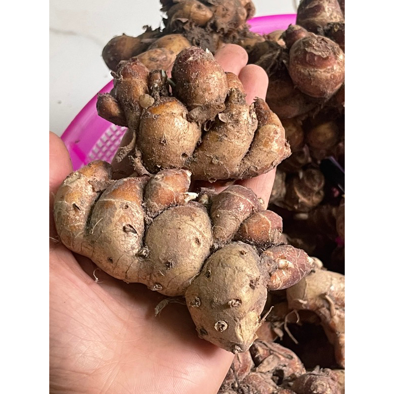 Xá kén(ĐỊA LIỀN- thiền liên-xá kiếng) tươi 1kg - Hàng to đại
