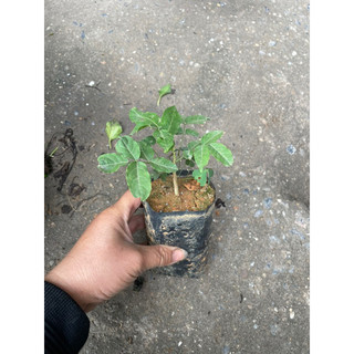 Hoa tử đằng thân gỗ cao 70-100cm