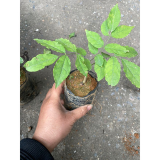 Hoa tử đằng thân gỗ cao 70-100cm