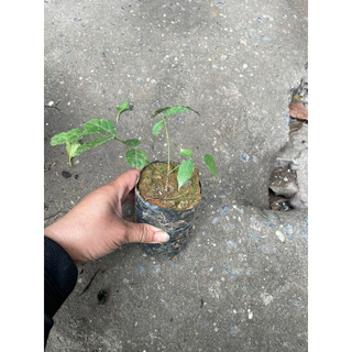 Hoa tử đằng thân gỗ cao 70-100cm