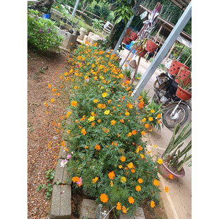 HẠT HOA CÚC BƯỚM VÀNG CAM 50k/ 2.000 hạt