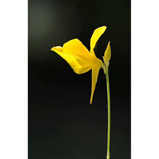 cỏ giấy cornuta , utricularia cornuta
