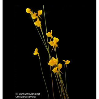 cỏ giấy cornuta , utricularia cornuta
