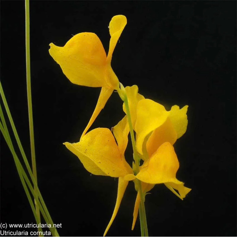 cỏ giấy cornuta , utricularia cornuta