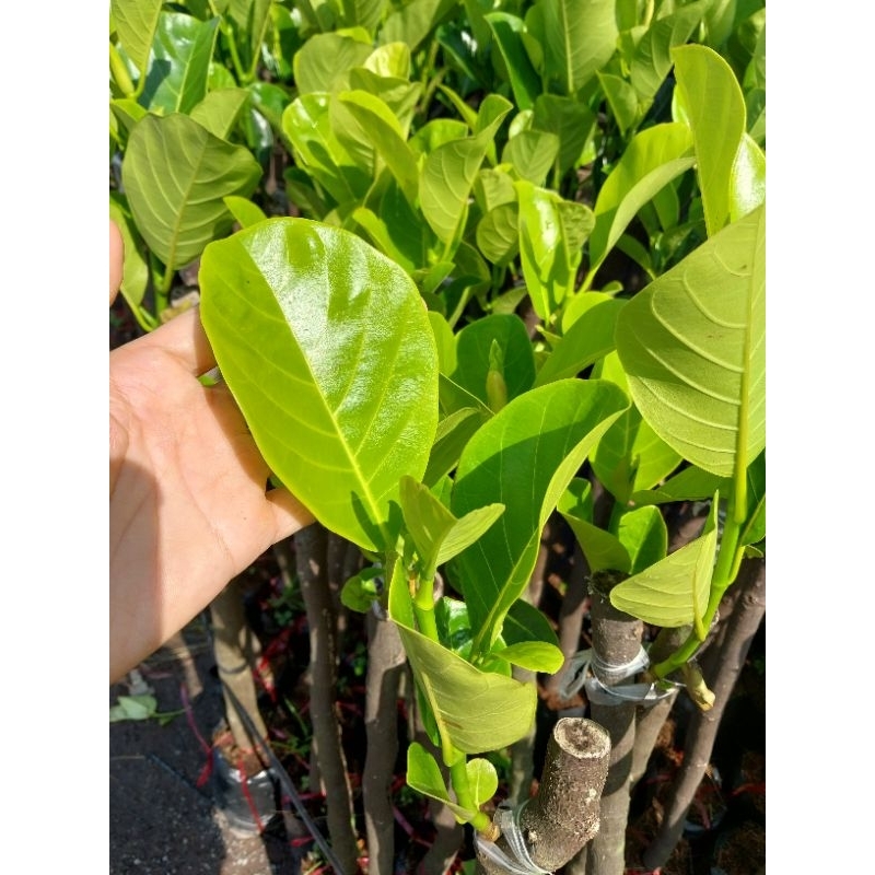 mít ruột đỏ indo lá bầu